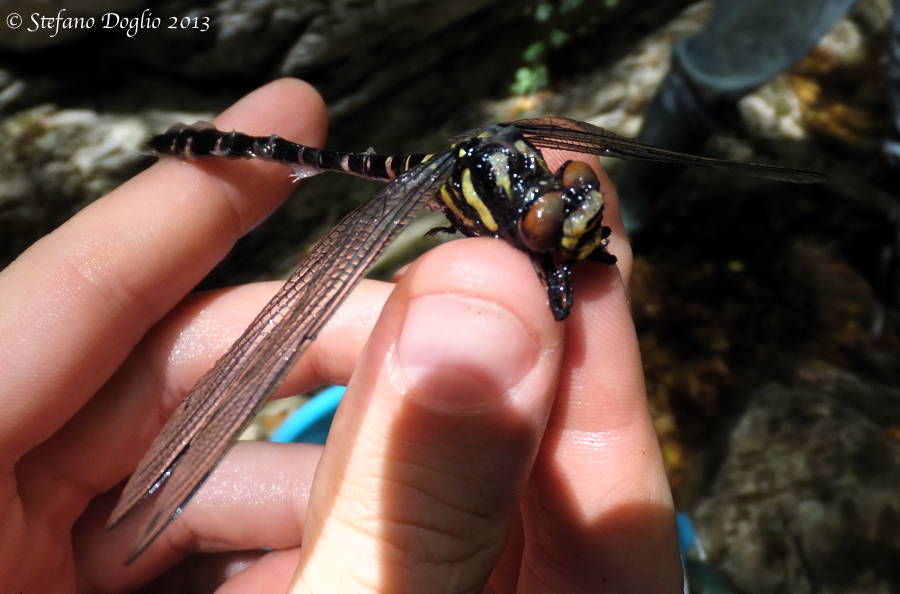 Cordulegaster bidentata? no, C. boltonii